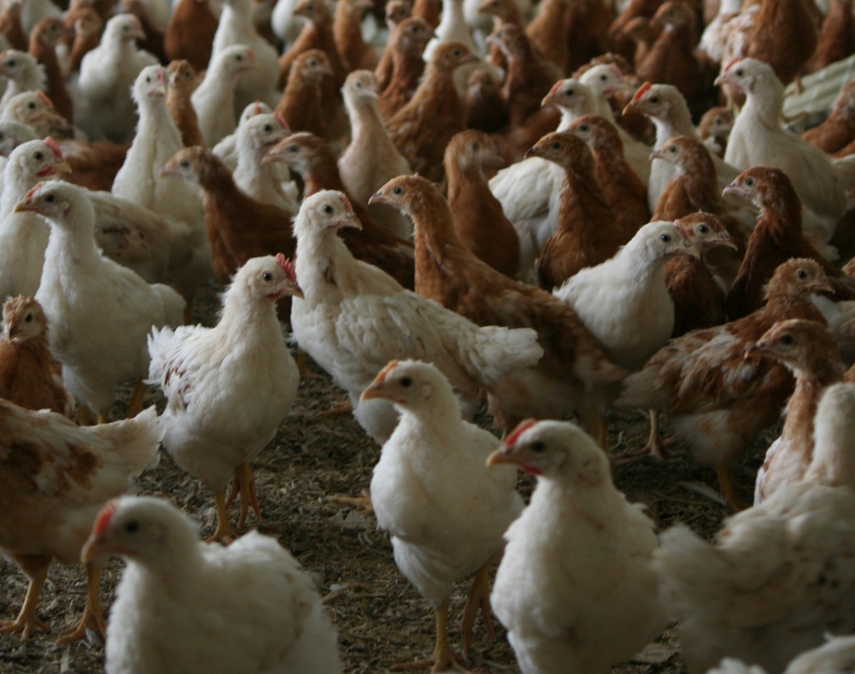 Haantjes en leghennen – De Lankerenhof